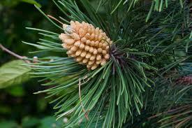 Pinus nigra -sazenice - Borovice černá