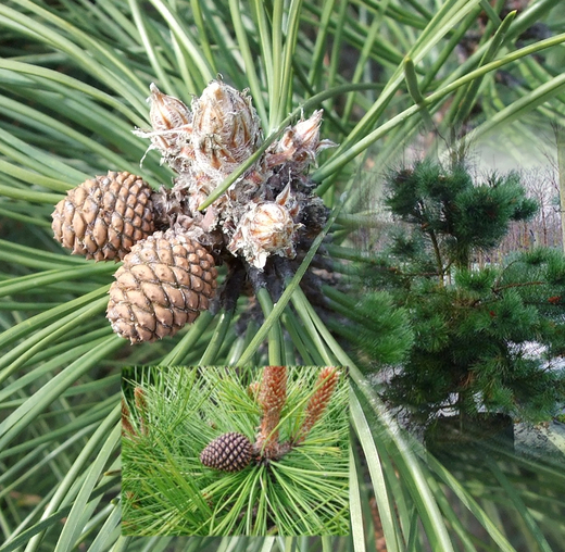 Pinus NIGRA - Borovice černá