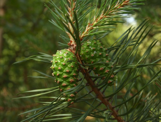Pinus sylvestris - Borovice lesní sosna
