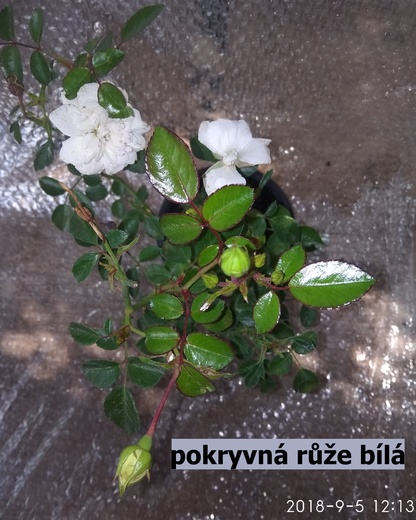 Pokryvná růže bílá real foto konec léta (4).jpg