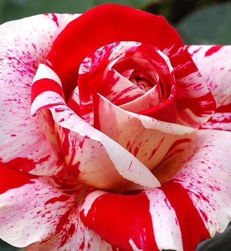 Růže velkokvětá keřová červená-žíhaná