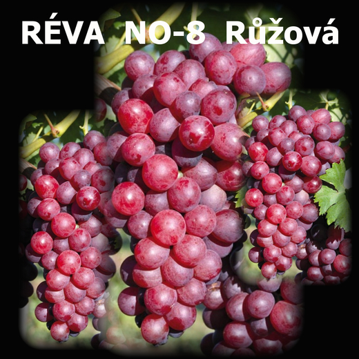 REVA NO-8 Web.jpg