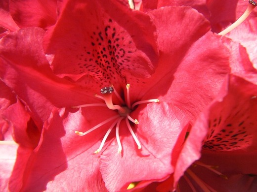 rhododendron-383682_640.jpg