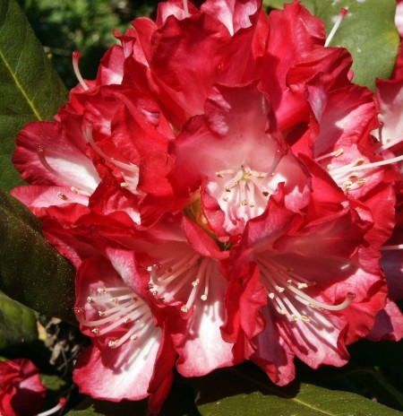 Rhododendron AnneLindsay 02.jpg