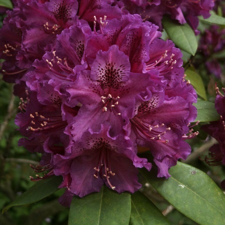 Rhododendron BohumilKavka.jpg
