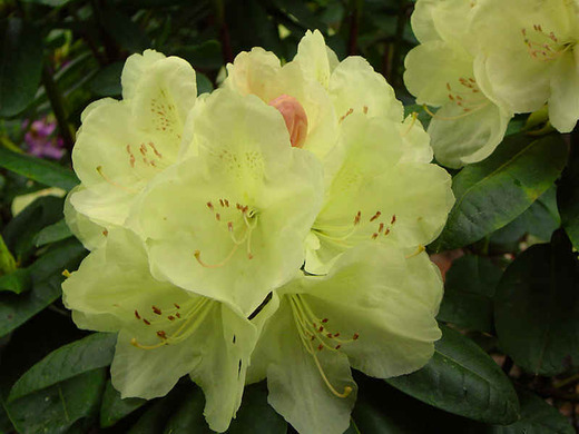 rhododendron-ehrengold.jpg