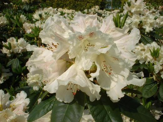 rhododendron-hybride-bellini_rhododendron-hybrbellini1.jpg