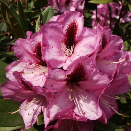 Rhododendron Kokardia01.jpg