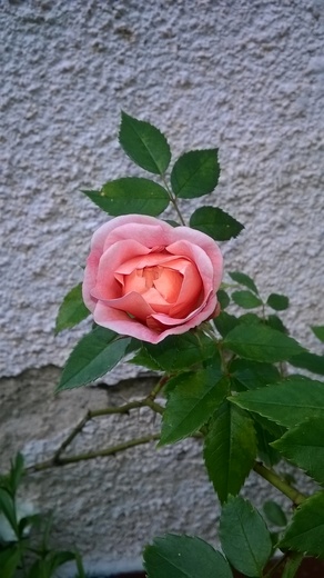 Růže růžový květ (2).jpg