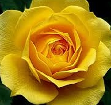 Růže velkokvětá keřová žlutá