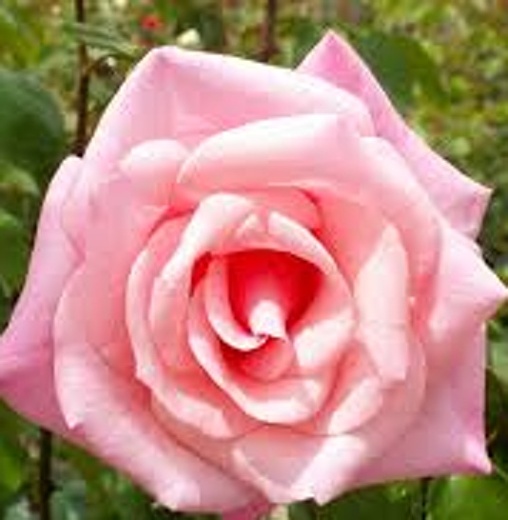 Růže velkokvětá pnoucí růžová