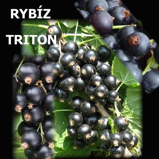RYBIZ TRITON Web.jpg