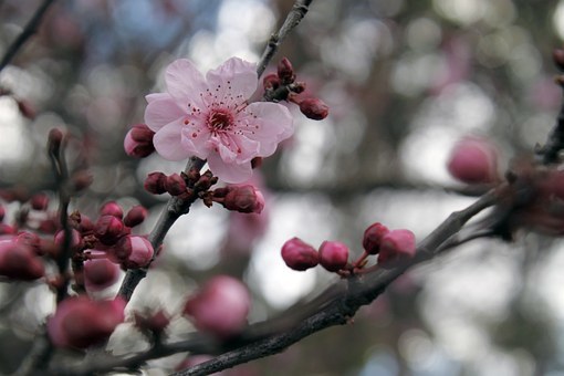 sakura kvetoucí.jpg