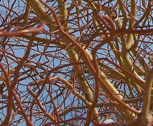 Salix erythoflexuosa - Vrba kroucená