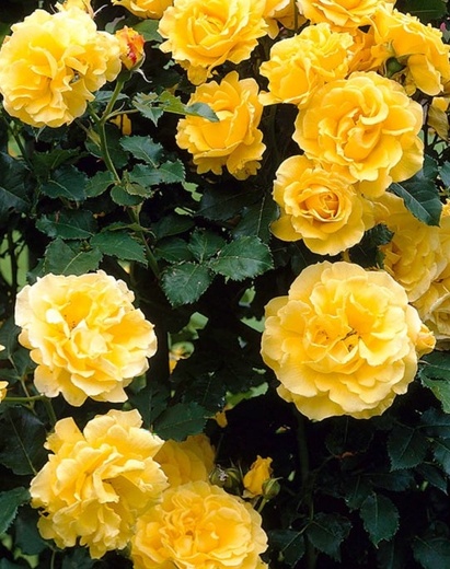 Růže velkokvětá pnoucí žlutá